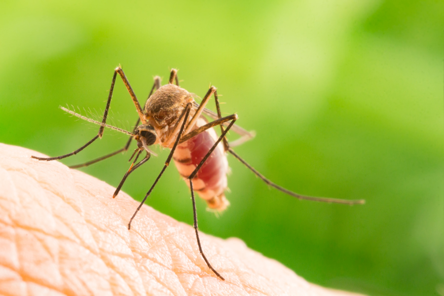 lotta zanzare turingarden