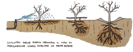 Disegno: Pietro Peretto