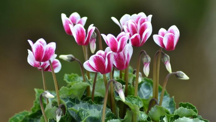 Cosa fare quando il ciclamino sfiorisce – TURINGARDEN