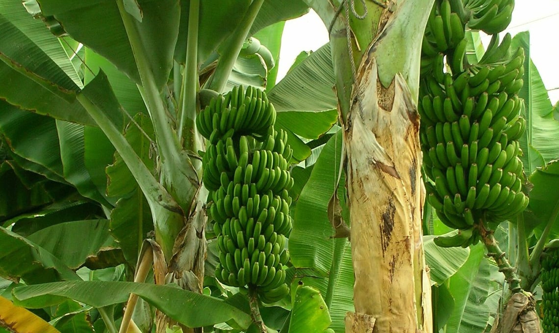 banano_turingarden