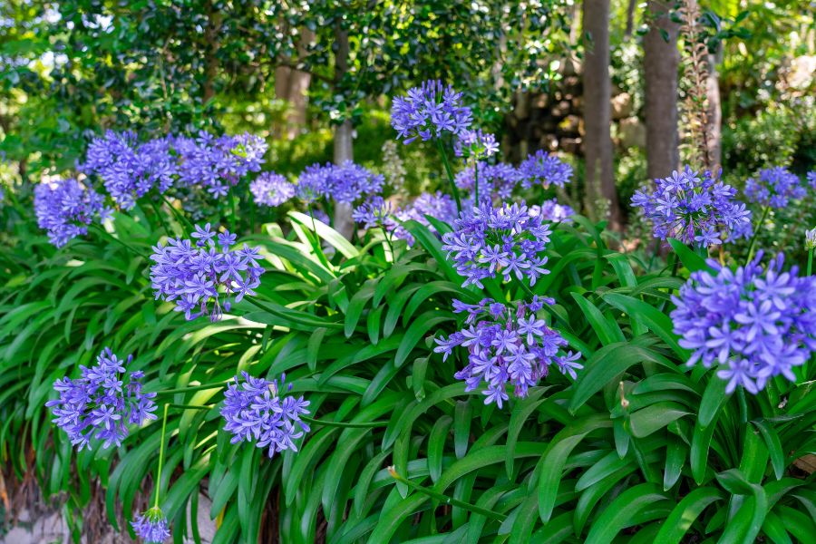 Agapanthus_turingarden