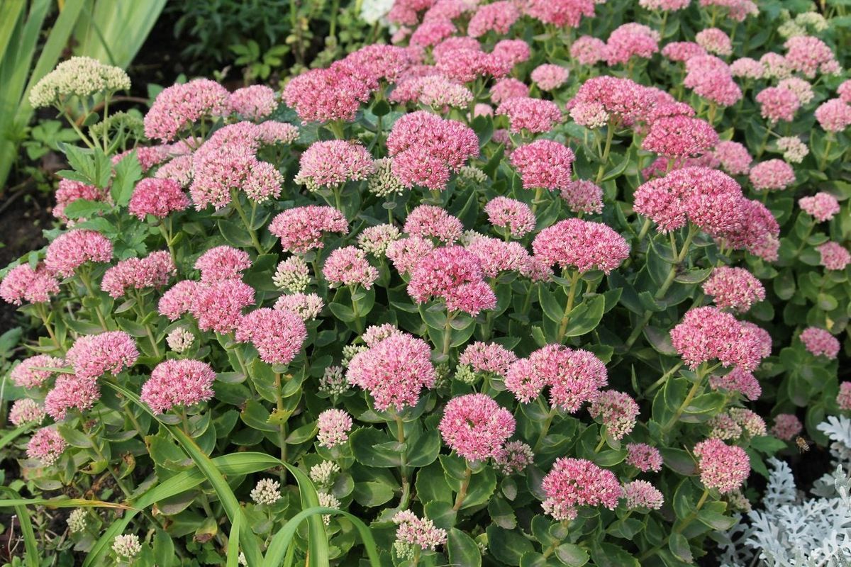 sedum_spectabile_turingarden
