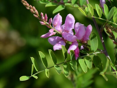 indaco_turingarden