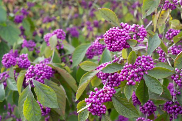 callicarpa_turingarden
